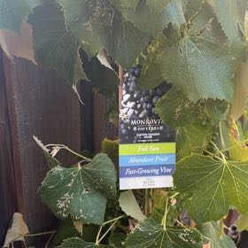 Photo of the plant species Wine Grape by @RoundHenbane17 named Achilles on Greg, the plant care app