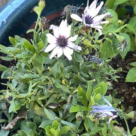 Photo of the plant species Weather Prophet by @RoundHenbane17 named Athena on Greg, the plant care app