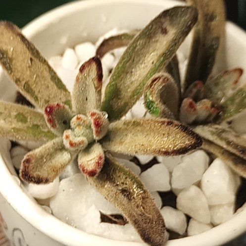 Photo of the plant species Chocolate Soldier by @earthangel20041 named Coco on Greg, the plant care app
