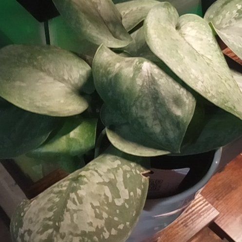 Photo of the plant species Scindapsus 'Mount Salak' by @earthangel20041 named Everest on Greg, the plant care app