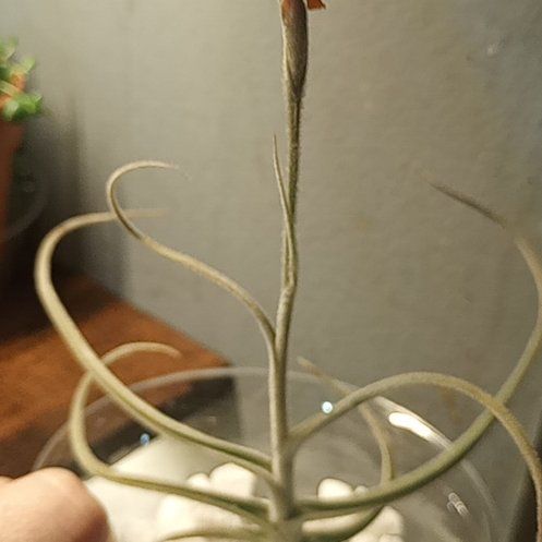 Photo of the plant species Tillandsia 'Copper Penny' by @earthangel20041 named Penny on Greg, the plant care app