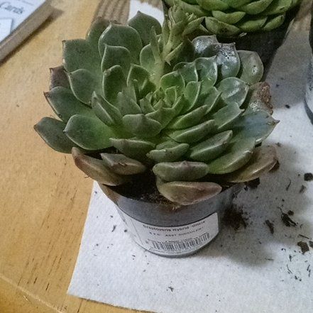 Photo of the plant species Graptoveria Hybrid 'Olivia' by @FunCyclamen24 named Orwell on Greg, the plant care app