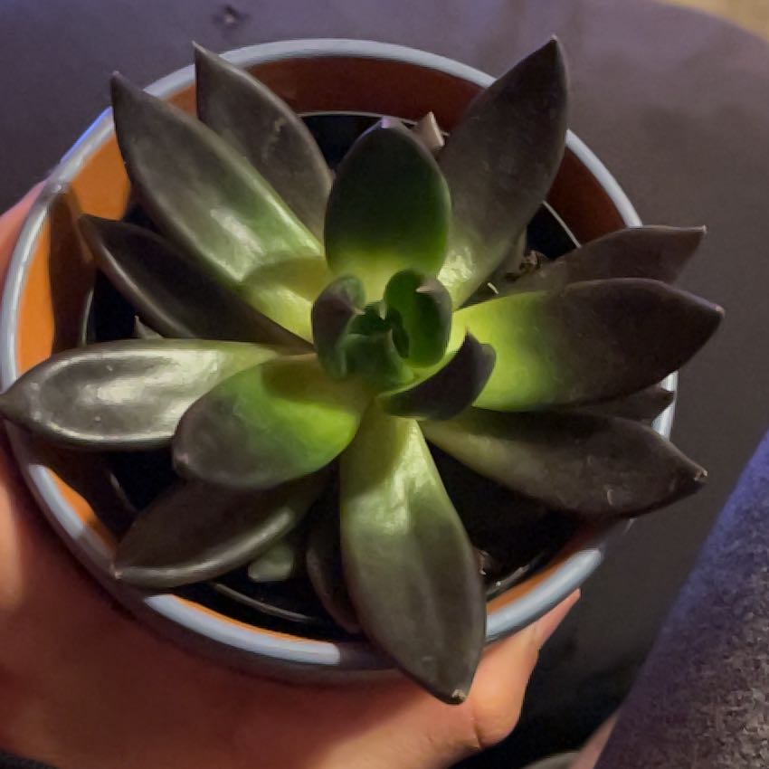 Photo of the plant species Echeveria 'Black Knight' by @EquableKanna46 named DukeZion on Greg, the plant care app