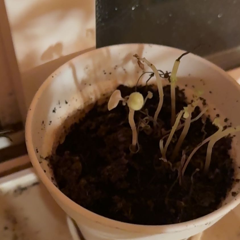 Photo of the plant species Common Bladder Moss by @YummyTupeia45 named Plato on Greg, the plant care app