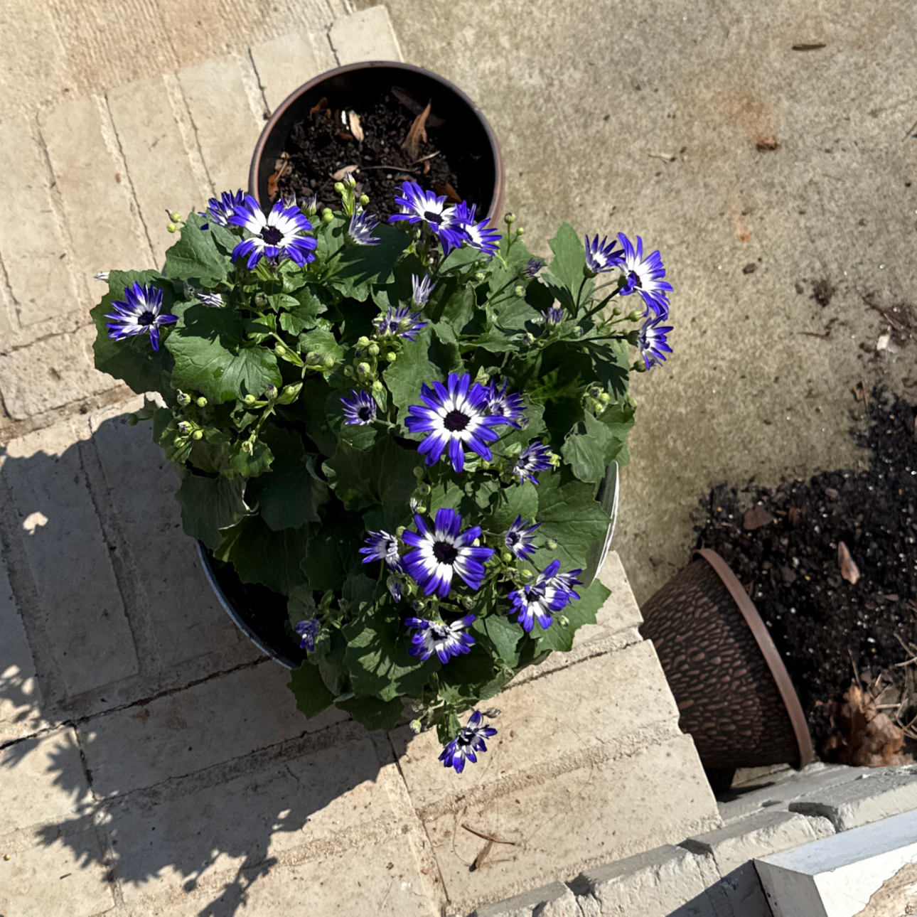 Photo of the plant species Cineraria by @FastFuchsia50 named Graciela on Greg, the plant care app