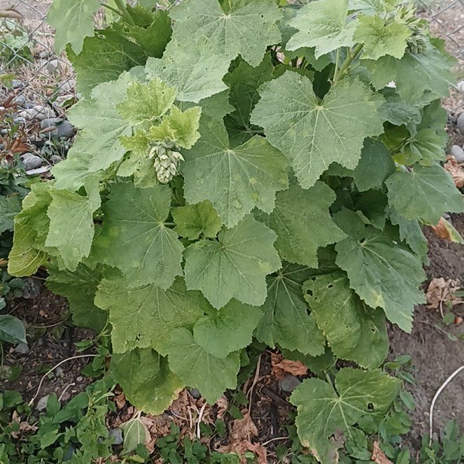 Photo of the plant species Hollyhock by @GermaneAtom7 named Terra on Greg, the plant care app