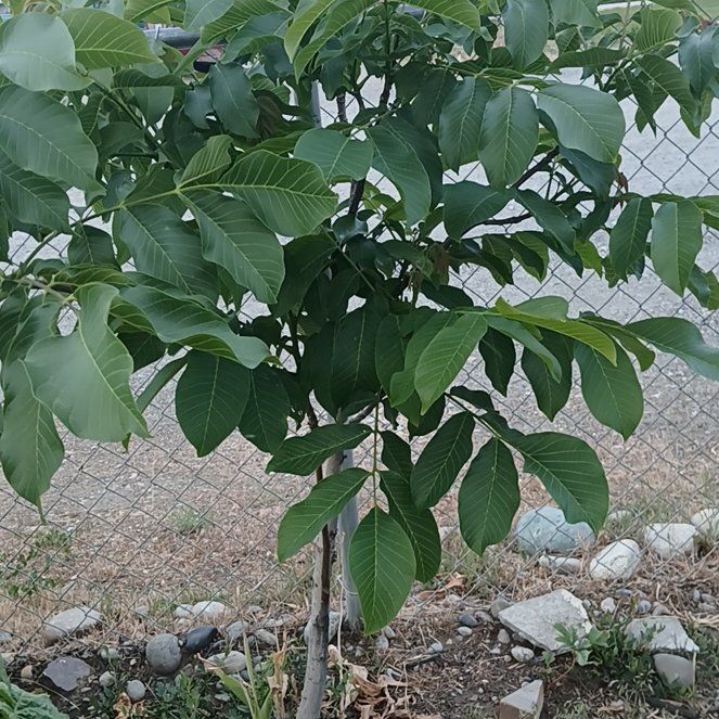 Photo of the plant species English Walnut by @GermaneAtom7 named Anne on Greg, the plant care app