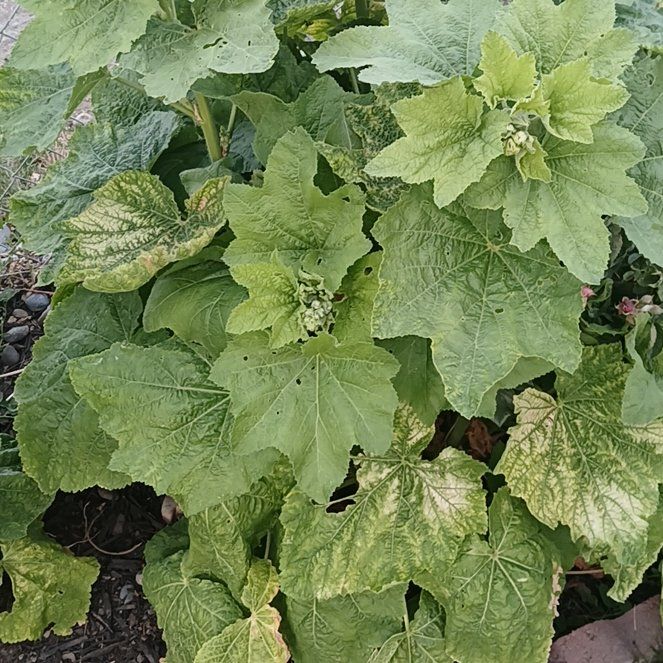 Photo of the plant species Hollyhock by @GermaneAtom7 named Peter Parker on Greg, the plant care app