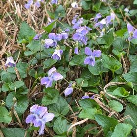 Photo of the plant species Common Dog Violet by @RealOleander78 named Tolkien on Greg, the plant care app