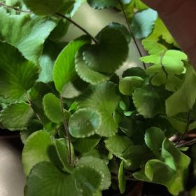Photo of the plant species California Maidenhair Fern by @ZingyRose16 named Ronaldo on Greg, the plant care app
