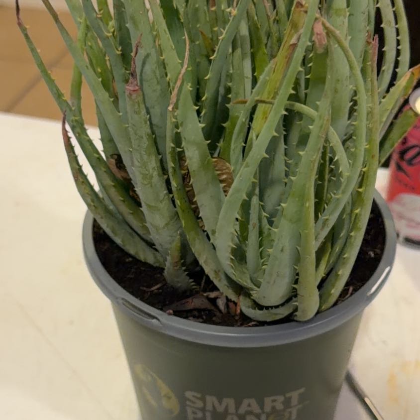 Photo of the plant species Blue Aloe by @ImmenseAlula19 named Bluey on Greg, the plant care app