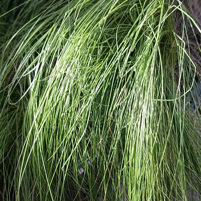 Photo of the plant species Texas Sacahuista by @AbleBeans53 named Rainier on Greg, the plant care app