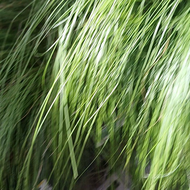 Photo of the plant species Mexican Feather Grass by @AbleBeans53 named Athena on Greg, the plant care app