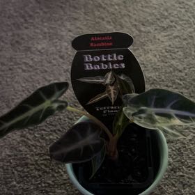 Photo of the plant species bambino arrow plant by @HeritorBlackhaw named Fernie Saunders on Greg, the plant care app