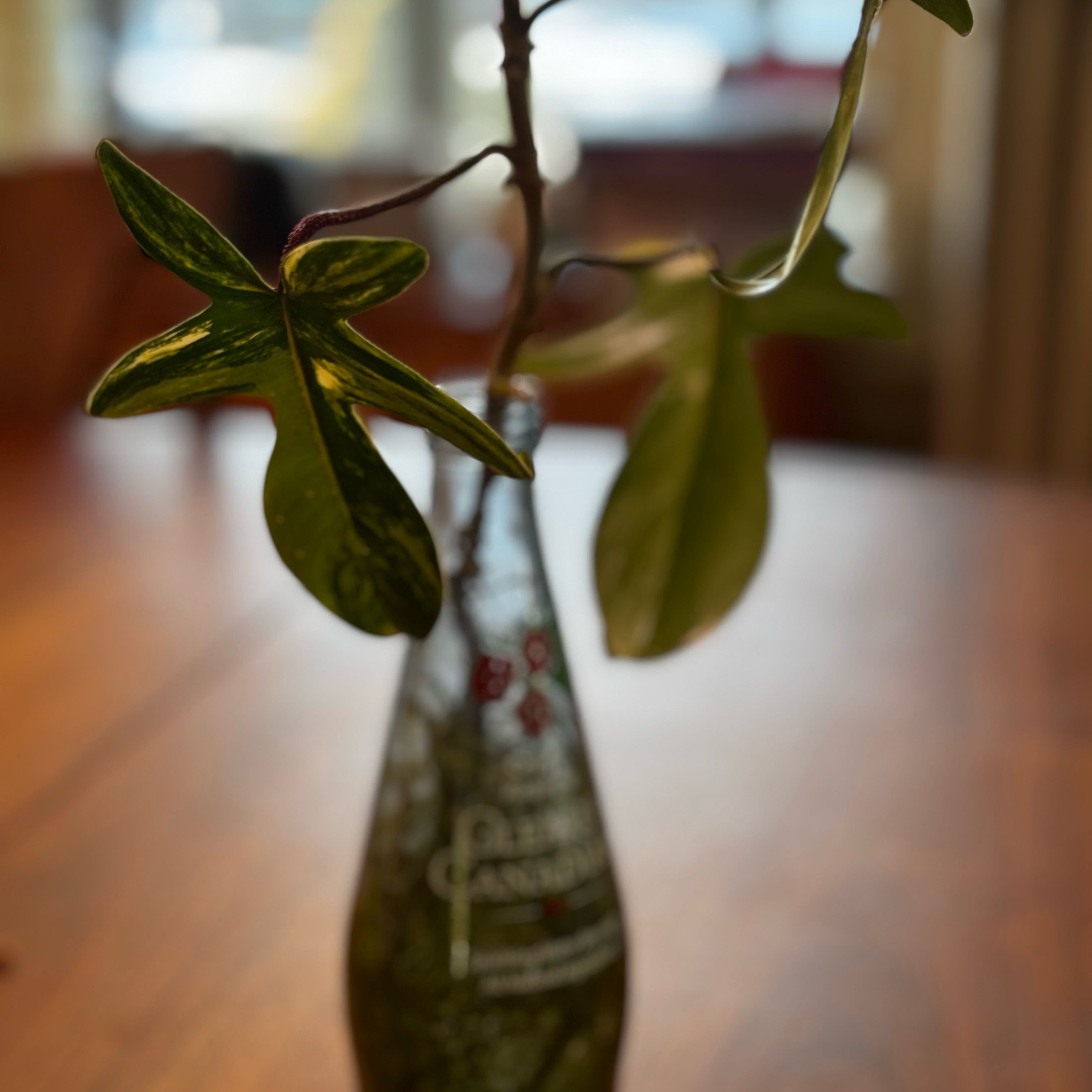 Photo of the plant species Variegated Florida Beauty Philodendron by @FunRedlog67 named Rosa on Greg, the plant care app