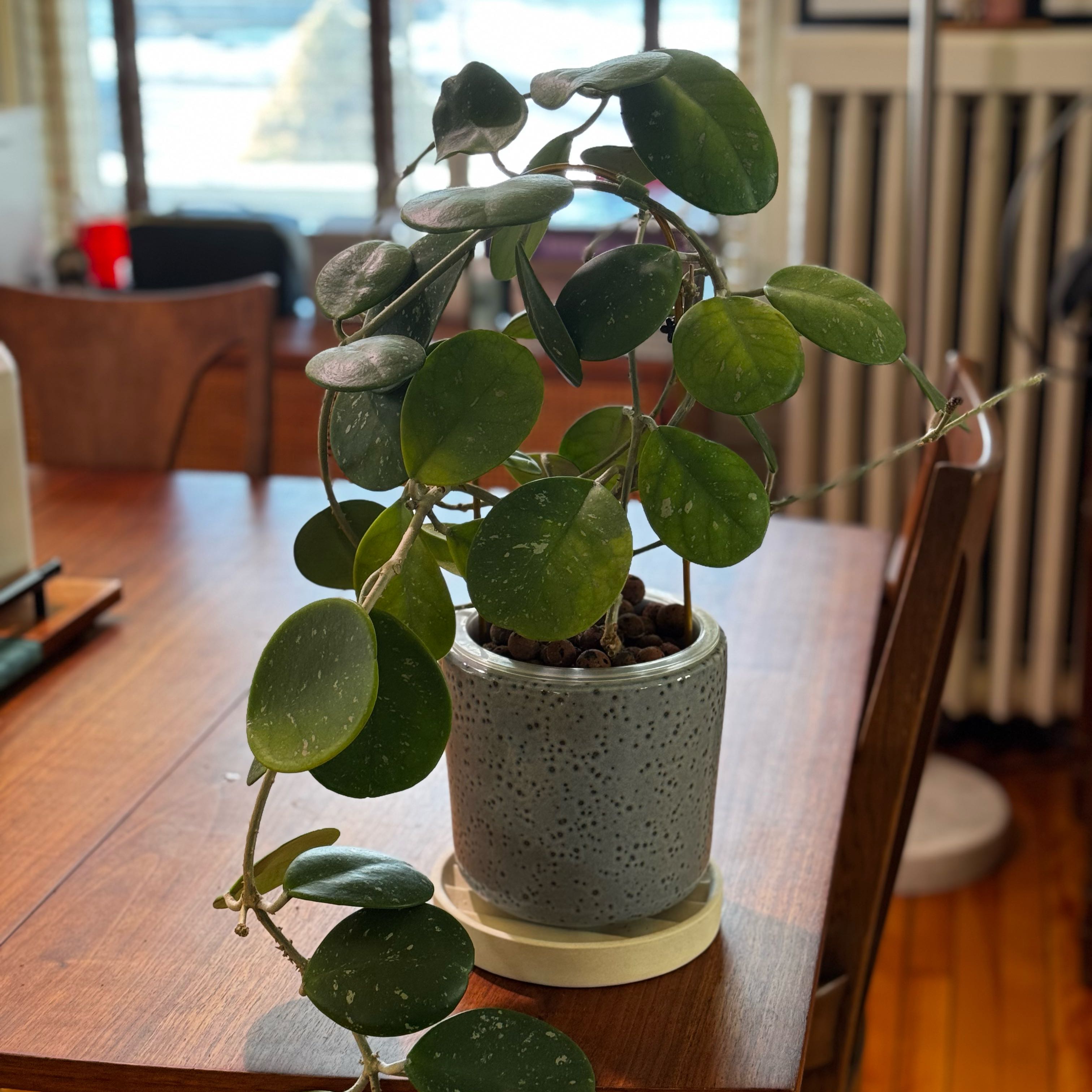 Photo of the plant species Splash Hoya Obovata by @FunRedlog67 named Coco on Greg, the plant care app