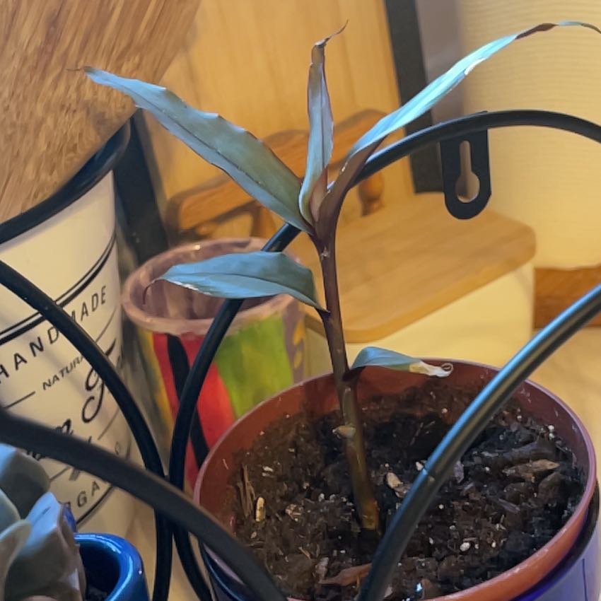 Photo of the plant species Red Bamboo by @VitalCentella80 named Kobe on Greg, the plant care app