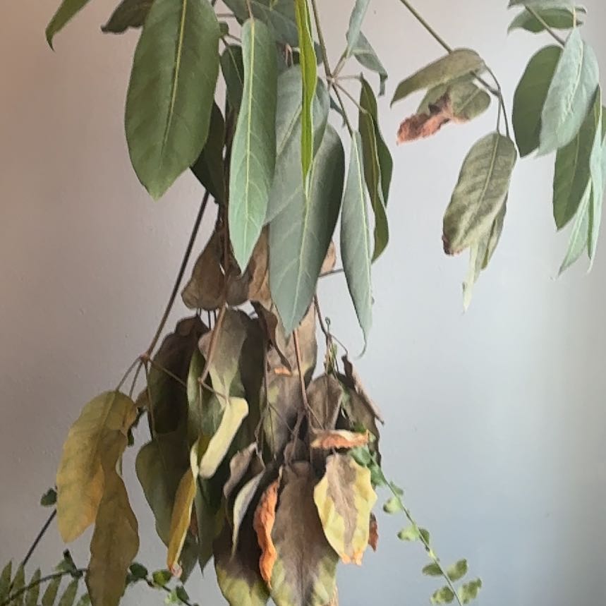 Photo of the plant species Moondrop Schefflera by @ZealousBeech0 named Terra on Greg, the plant care app