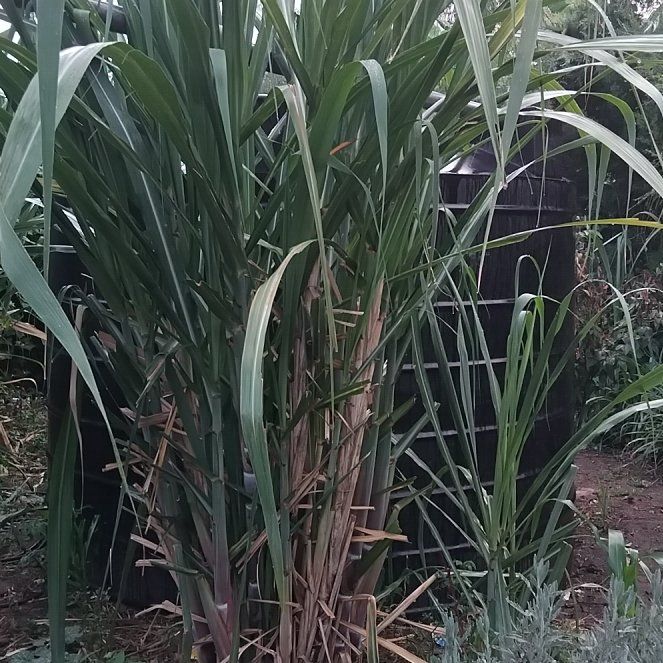 Photo of the plant species Sugar Cane by @SuperBaytree56 named Aria on Greg, the plant care app