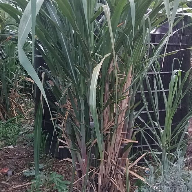Photo of the plant species Sugar Cane by @SuperBaytree56 named Denali on Greg, the plant care app