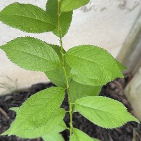 Photo of the plant species American Plum by @EnjoyableCorn79 named Oscar on Greg, the plant care app