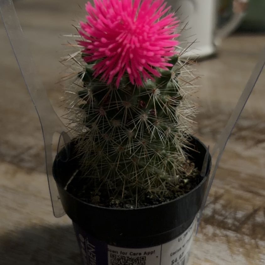 Photo of the plant species Spear Thistle by @HeroicPapaya99 named Terra on Greg, the plant care app