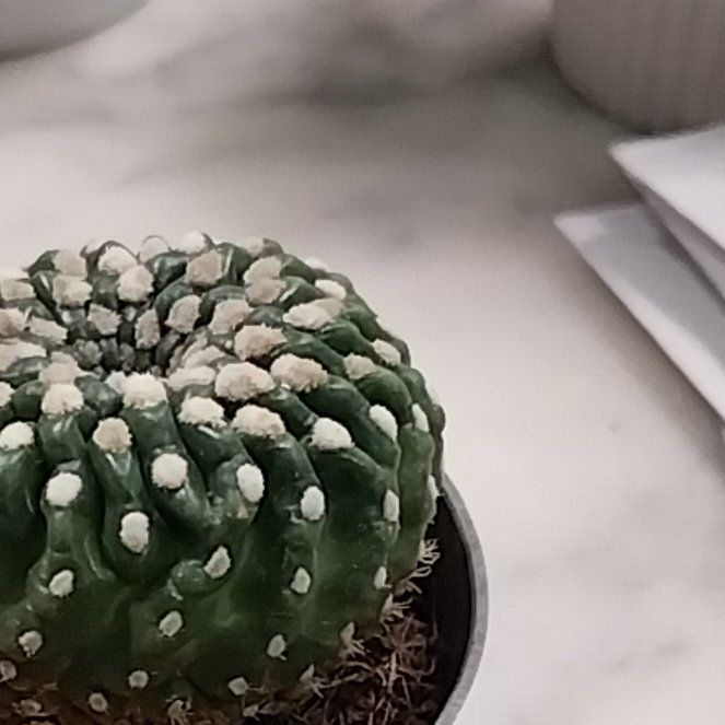 Photo of the plant species Copiapoa by @SacredGabisan11 named Fernie Saunders on Greg, the plant care app