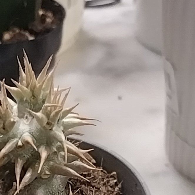 Photo of the plant species Pachypodium densiflorum by @SacredGabisan11 named Kardashian on Greg, the plant care app