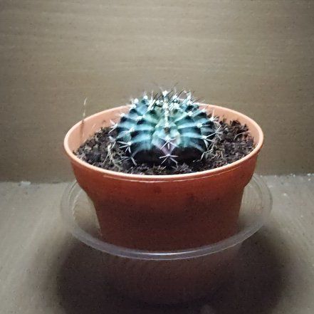 Photo of the plant species Gymnocalycium album by @BigNikaupalm87 named Cozy on Greg, the plant care app