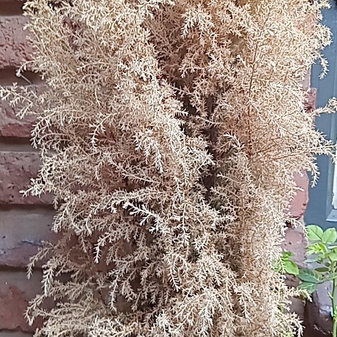 Photo of the plant species Lemon Cypress by @RadAlbo39 named Gregarious on Greg, the plant care app