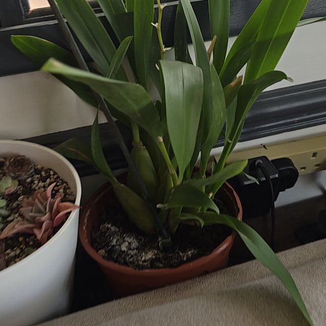 Photo of the plant species Cockleshell Orchid by @LesDock69 named Darwin on Greg, the plant care app