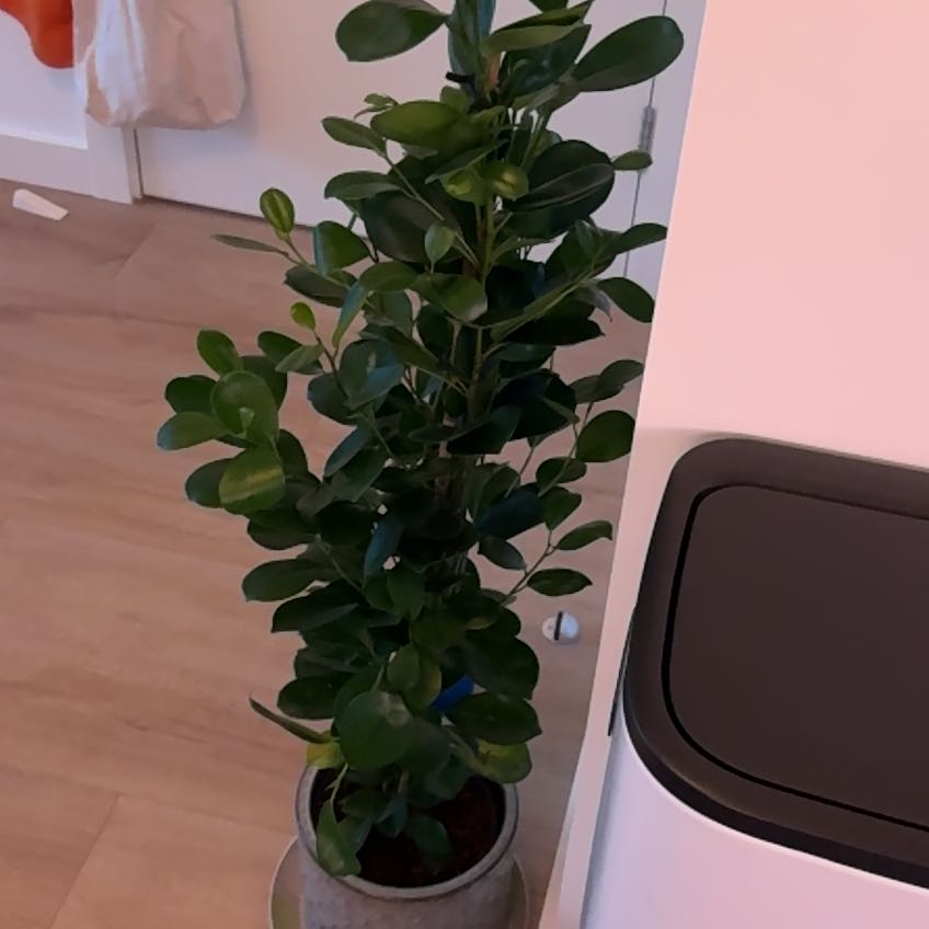 Photo of the plant species Ficus Microcarpa by @georrge named Gates on Greg, the plant care app