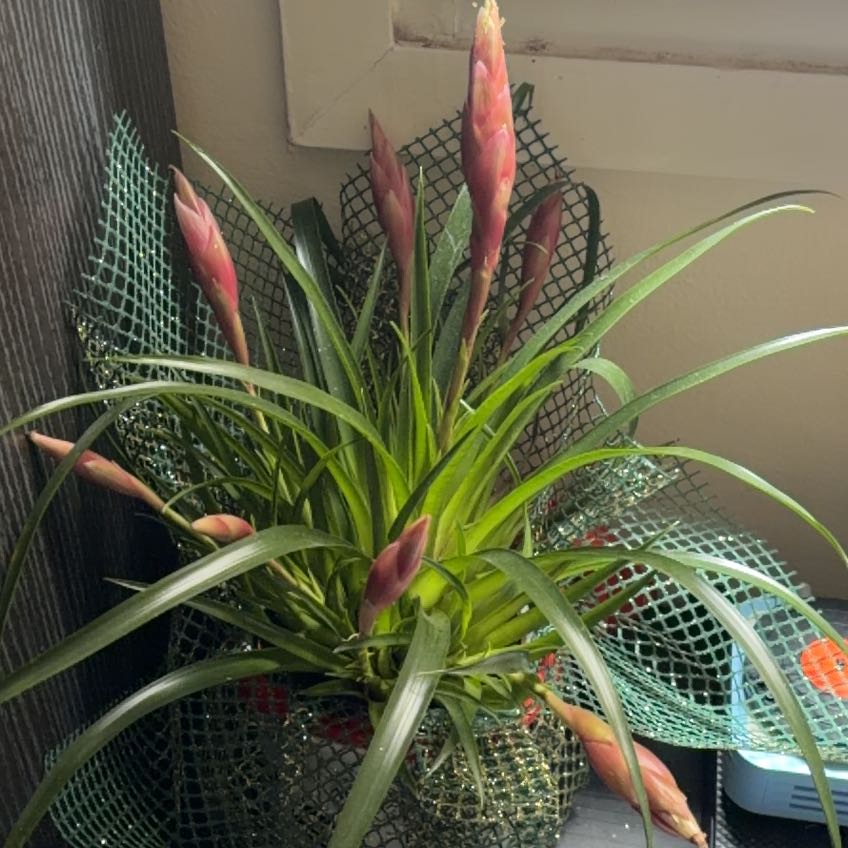 Photo of the plant species Flaming Sword by @RealRedwood6 named Treeyoncé on Greg, the plant care app