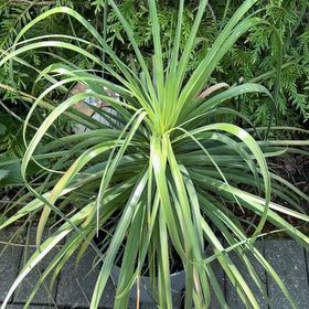 Photo of the plant species Screw Pine by @ExoticBlueech67 named Homer on Greg, the plant care app