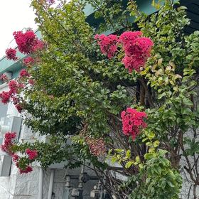 Photo of the plant species Lagerstroemia Indica by @ExoticBlueech67 named Pax on Greg, the plant care app