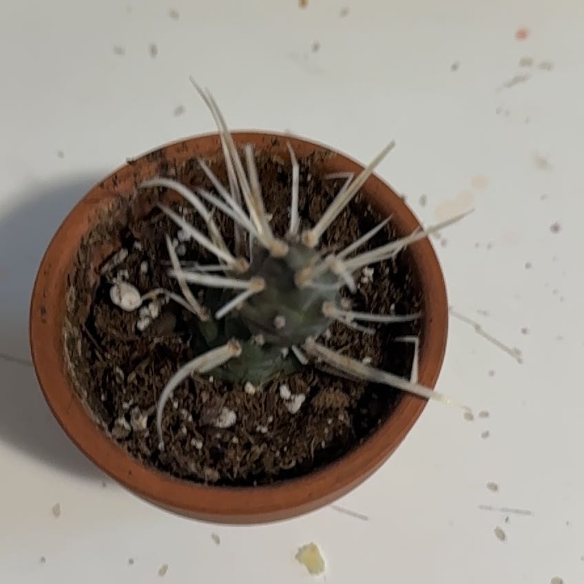 Photo of the plant species Paper Spine Cactus by @FunBloodroot23 named Thomas on Greg, the plant care app