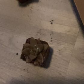 Photo of the plant species Trapa Natans by @KeyCentella61 named Sigmund on Greg, the plant care app