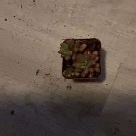 Photo of the plant species Common Liverwort by @KeyCentella61 named Morgan Treeman on Greg, the plant care app