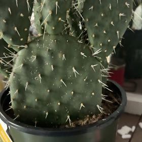 Photo of the plant species Opuntia 'Opopeo' by @LeadLimetuff60 named Paris on Greg, the plant care app