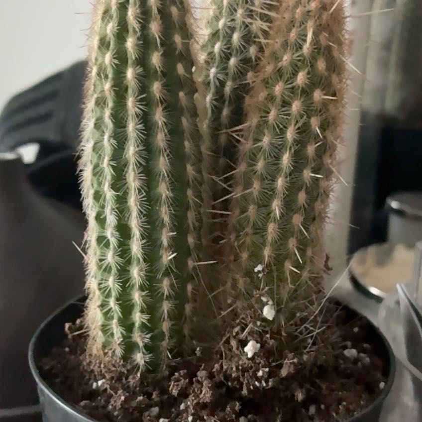 Photo of the plant species Espostoa mirabilis by @LeadLimetuff60 named Angel on Greg, the plant care app