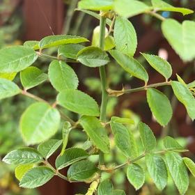 Photo of the plant species Evergreen Rose by @AceLlavea54 named Bieber on Greg, the plant care app
