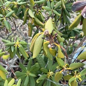 Photo of the plant species Catawba Rhododendron by @BigDamsii37 named Rhoddy on Greg, the plant care app