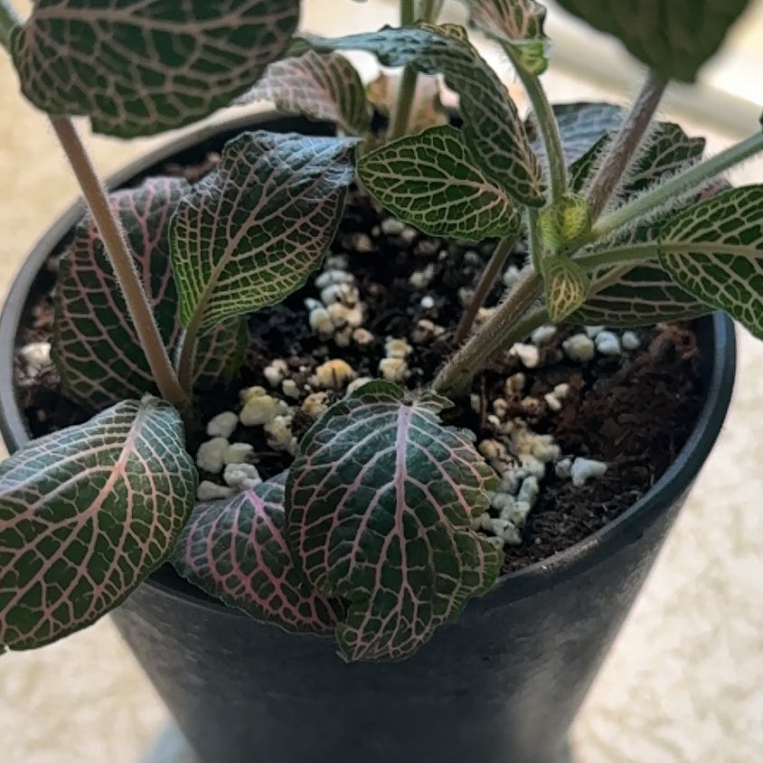 Photo of the plant species Juanita Nerve Plant by @BigDamsii37 named Rosie on Greg, the plant care app