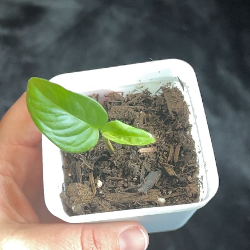 Photo of the plant species Monstera obliqua 'Cuyabeno' by @WholeRedmint66 named Apollo on Greg, the plant care app