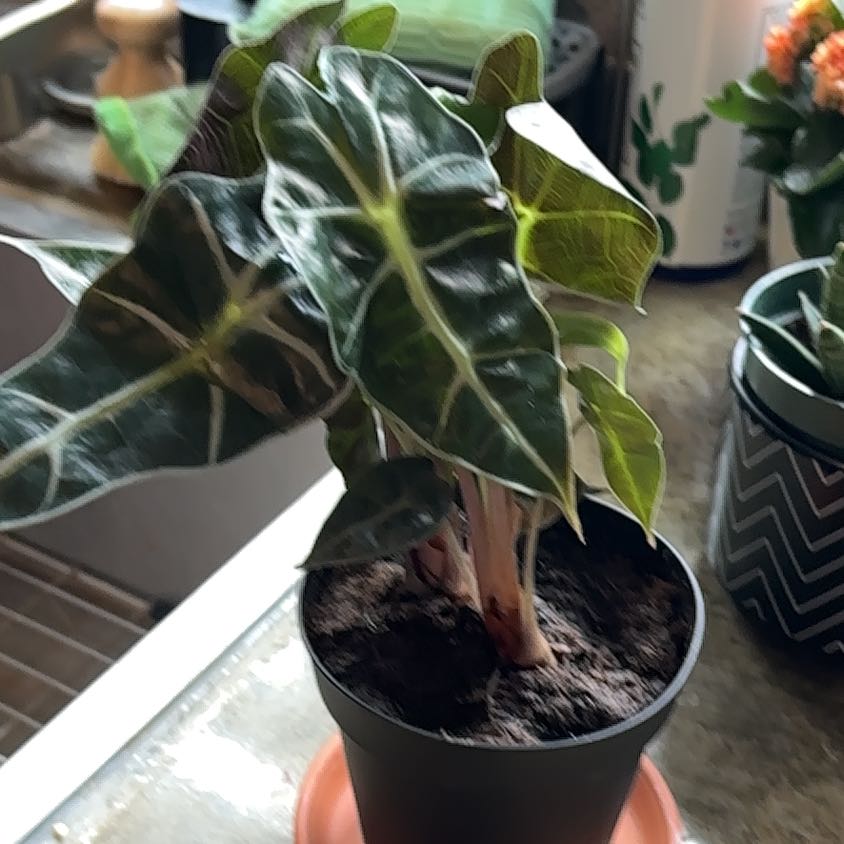 Photo of the plant species Africian Black Mask by @ProMahoe74 named Drake on Greg, the plant care app
