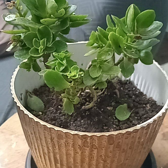 Photo of the plant species Flaming Katy 'Ares' by @PurelyFicusalii named Planty on Greg, the plant care app