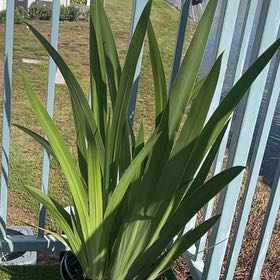 Photo of the plant species Cape Bugle-Lily by @Tranquiltropics named Muhammad Ali on Greg, the plant care app