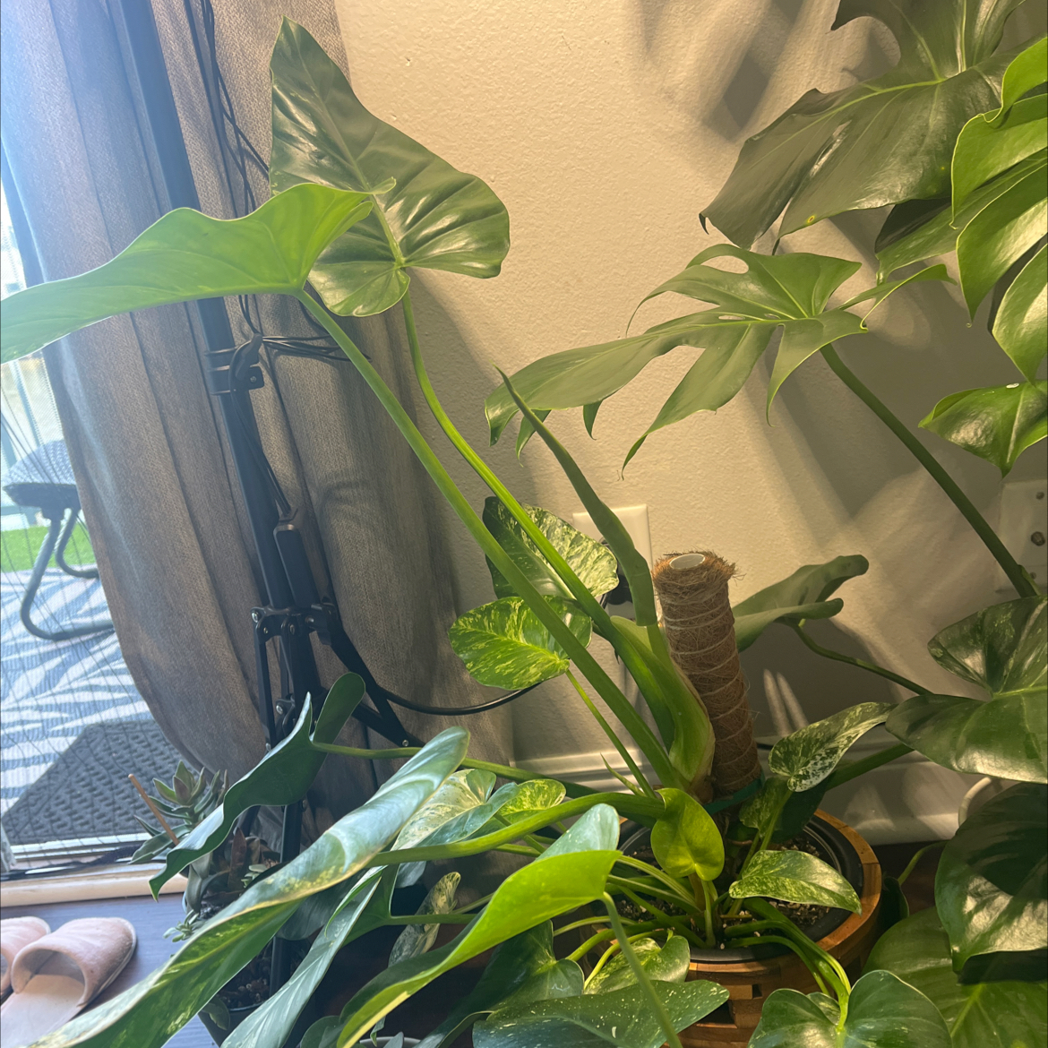 Photo of the plant species Philodendron giganteum Variegated Blizzard by @Tranquiltropics named Dendra Bellie on Greg, the plant care app