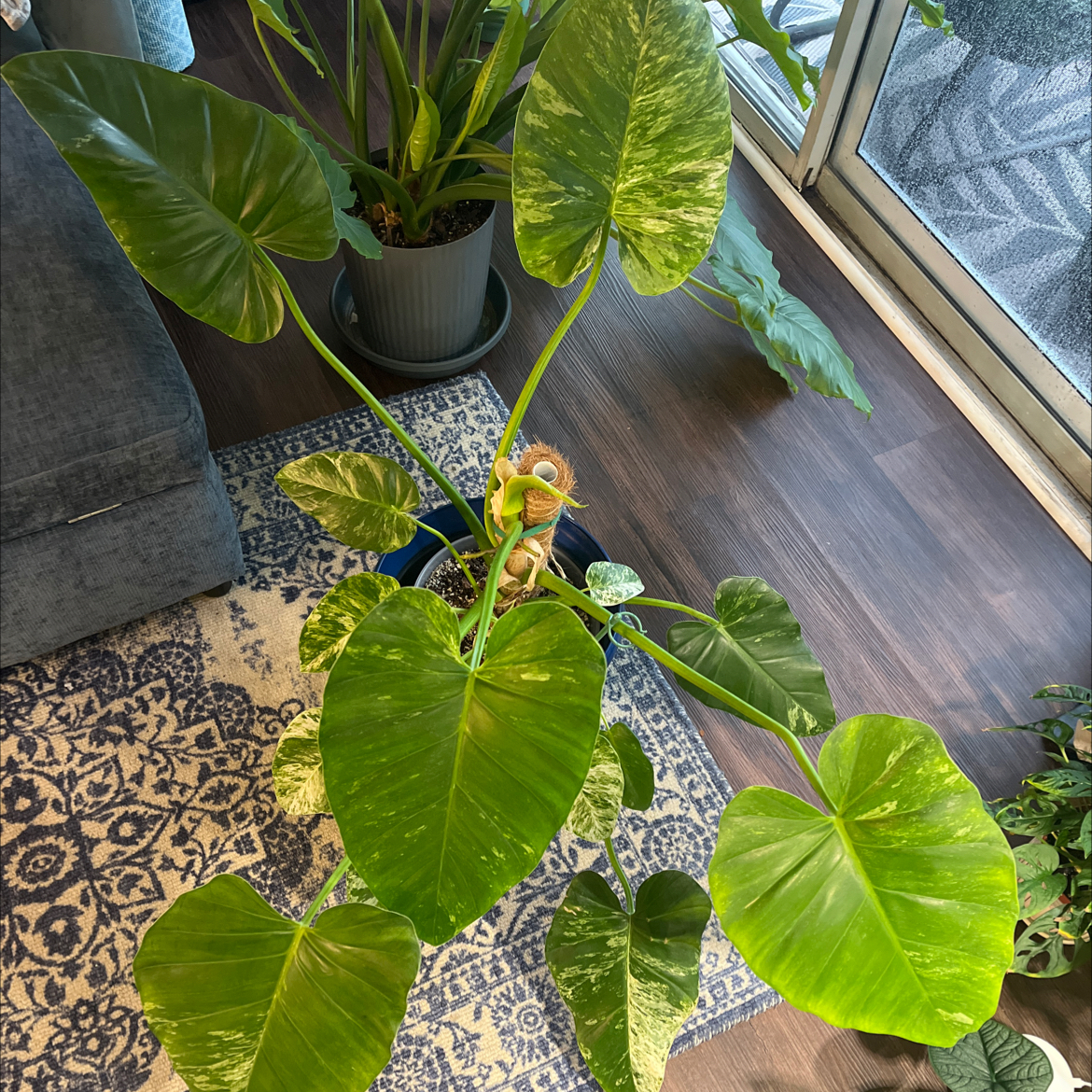 Photo of the plant species Philodendron giganteum Variegated Blizzard by @Tranquiltropics named Dendra Bellie on Greg, the plant care app