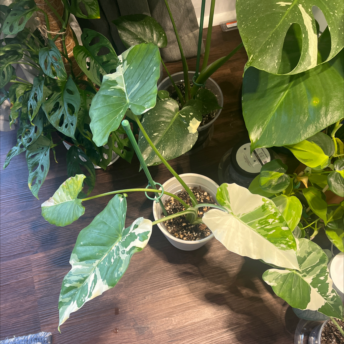 Photo of the plant species Alocasia Okinawa Silver by @Tranquiltropics named Okina on Greg, the plant care app